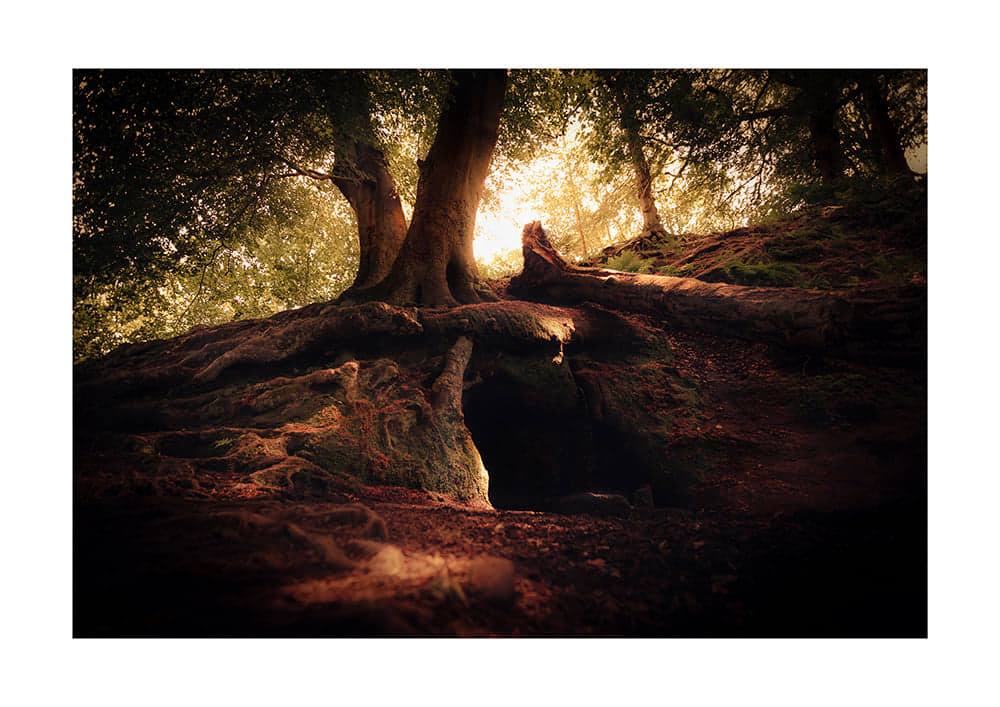 Forest photography by Jamie massie at alderley edge