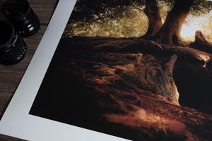 
                
                    Load image into Gallery viewer, Forest photography by Jamie massie at alderley edge
                
            