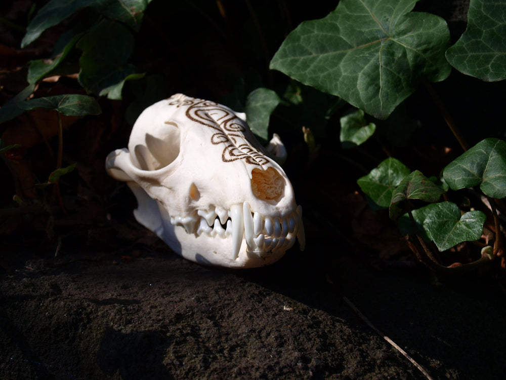 Pyrography Fox Skull