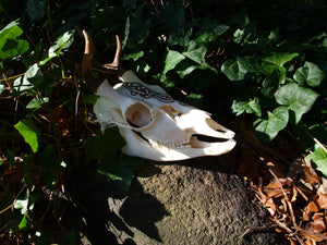 Urnes Serpent Fallow Buck Deer Skull