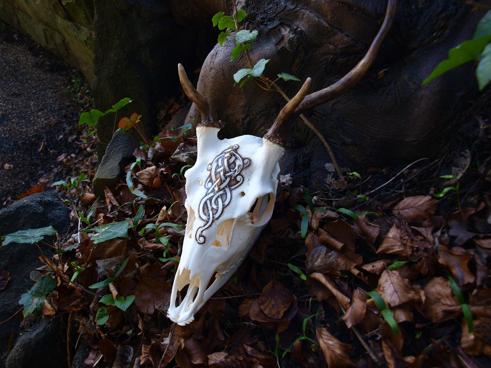 
                
                    Load image into Gallery viewer, Urnes Serpent Fallow Buck Deer Skull
                
            