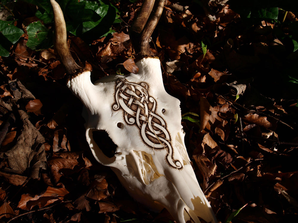 
                
                    Load image into Gallery viewer, Urnes Serpent Fallow Buck Deer Skull
                
            